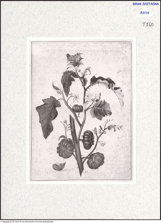 Vorderseite von bh427159_recto