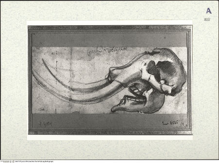 Vorderseite von bh431325_recto