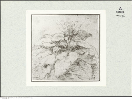 Vorderseite von bh433078_recto