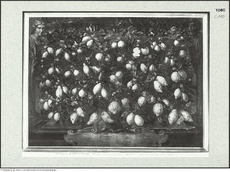 Vorderseite von bh433177_recto