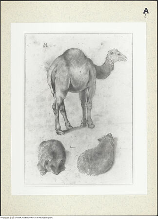 Vorderseite von bh433589_recto