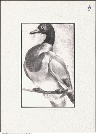 Vorderseite von bh435510_recto