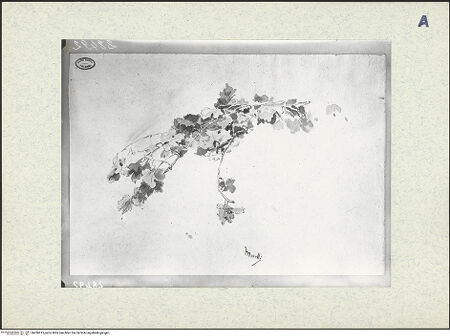 Vorderseite von bh436915_recto