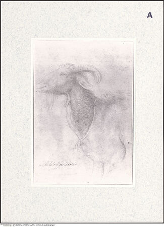 Vorderseite von bh438014_recto