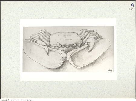 Vorderseite von bh442713_recto