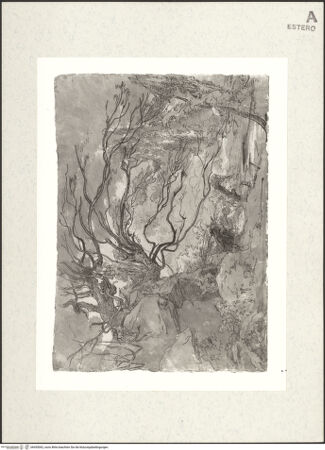 Vorderseite von Boerner, C. G. [https://www.deutsche-digitale-bibliothek.de/content/lizenzen/rv-fz/] Im Park der Villa Chigi in Ariccia - , bh455062_recto. Foto.