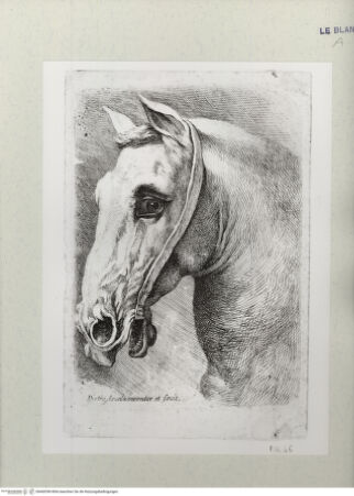 Vorderseite von Istituto Nazionale per la Grafica [http://creativecommons.org/publicdomain/mark/1.0/] Pferdekopf - , bh460396. Foto.