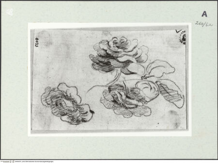 Vorderseite von Istituto Nazionale per la Grafica [https://www.deutsche-digitale-bibliothek.de/content/lizenzen/rv-ez/] Blumen - , bh464331_recto. Foto.