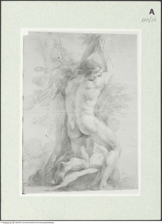 Vorderseite von Istituto Nazionale per la Grafica [https://www.deutsche-digitale-bibliothek.de/content/lizenzen/rv-ez/] Von hinten gesehener unbekleideter Mann mit erhobenen Armen, der sich an einen Baum lehnt - , bh464357_recto. Foto.