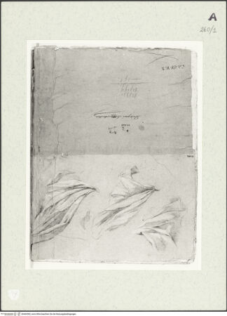 Vorderseite von Istituto Nazionale per la Grafica [https://www.deutsche-digitale-bibliothek.de/content/lizenzen/rv-ez/] Draperiestudien - , bh464382_recto. Foto.