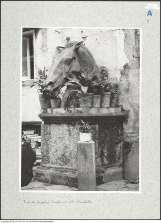 Vorderseite von Bibliotheca Hertziana [https://www.deutsche-digitale-bibliothek.de/content/lizenzen/rv-fz/] Monumentaler Kopf eines Pferdes (sog. Testa Carafa) - Seitenansicht, bh473634_recto. Foto.