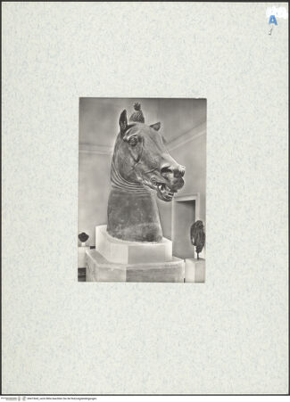 Vorderseite von unbekannt [https://www.deutsche-digitale-bibliothek.de/content/lizenzen/rv-ez/] Monumentaler Kopf eines Pferdes (sog. Testa Carafa) - Seitenansicht, bh473642_recto. Foto.