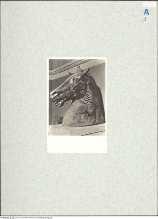 Vorderseite von unbekannt [https://www.deutsche-digitale-bibliothek.de/content/lizenzen/rv-ez/] Monumentaler Kopf eines Pferdes (sog. Testa Carafa) - Seitenansicht, bh475412_recto. Foto.