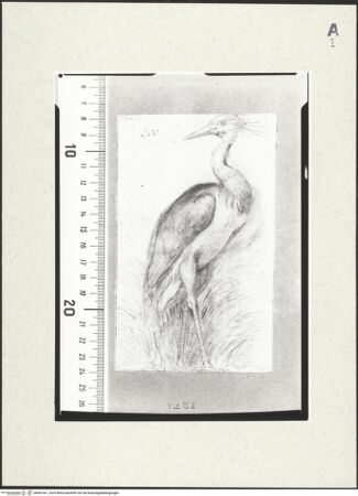 Vorderseite von bh481341_recto