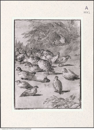 Vorderseite von bh483934_recto