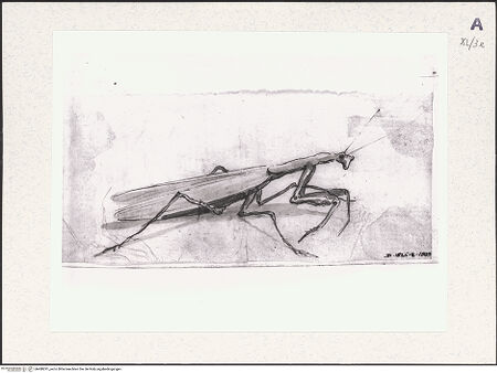 Vorderseite von bh488291_recto