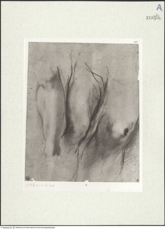 Vorderseite von bh489309_recto