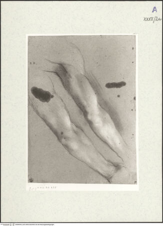 Vorderseite von bh489364_recto