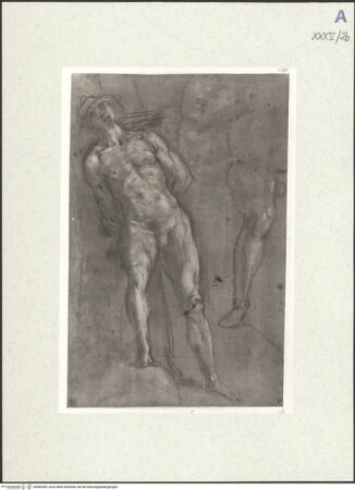 Vorderseite von bh489385_recto