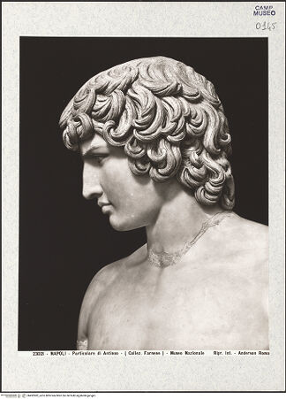 Vorderseite von Alinari [https://www.deutsche-digitale-bibliothek.de/content/lizenzen/rv-ez/] Antinoos - Detail: Kopf von rechts, bh492982_recto. Foto.