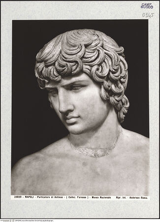 Vorderseite von Alinari [https://www.deutsche-digitale-bibliothek.de/content/lizenzen/rv-ez/] Antinoos - Detail: Kopf und Schultern, bh492983_recto. Foto.
