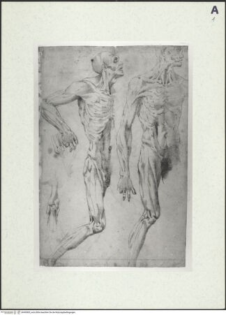 Vorderseite von Galleria Regionale della Sicilia - Palazzo Abatellis - Palermo - Archivio Fotografico [https://www.deutsche-digitale-bibliothek.de/content/lizenzen/rv-ez/] Zwei "Scorticati" - , bh493805_recto. Foto.