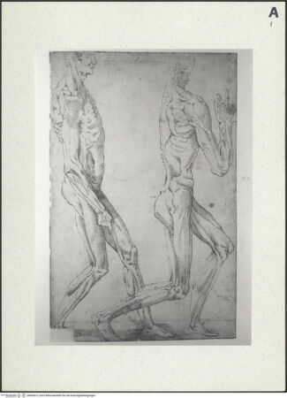 Vorderseite von Galleria Regionale della Sicilia - Palazzo Abatellis - Palermo - Archivio Fotografico [https://www.deutsche-digitale-bibliothek.de/content/lizenzen/rv-ez/] Zwei "Scorticati" - , bh493815_recto. Foto.