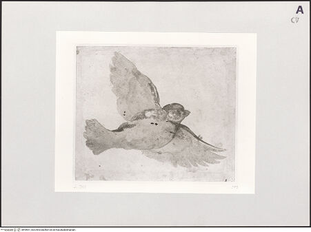 Vorderseite von bh499641_recto