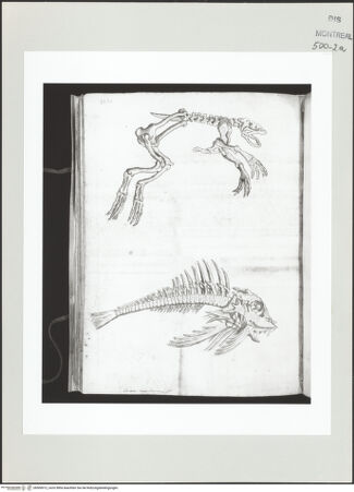 Vorderseite von Centre Canadien d'Architecture [https://www.deutsche-digitale-bibliothek.de/content/lizenzen/rv-ez/] Berrettini, Pietro, studi d'architettura e disegni originaliSkelett eines Frosches und eines Fisches - , bh500912_recto. Foto.