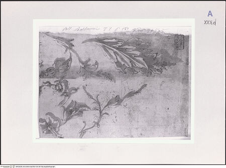 Vorderseite von Réunion des Musées Nationaux [https://www.deutsche-digitale-bibliothek.de/content/lizenzen/rv-ez/] Studien für Blätter und Ranken - , bh502836_recto. Foto.