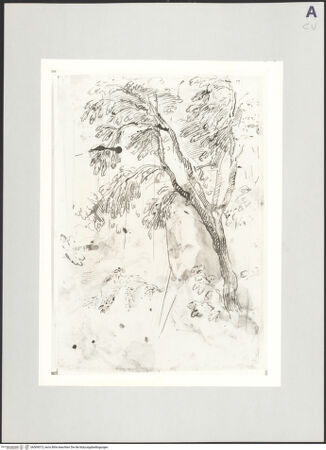 Vorderseite von bh509573_recto