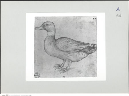 Vorderseite von bh510551_recto