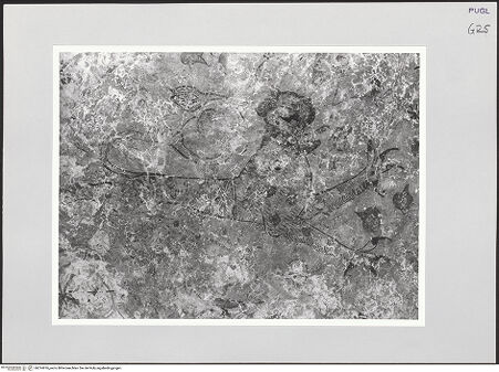 Vorderseite von Sigismondi, Roberto [https://www.deutsche-digitale-bibliothek.de/content/lizenzen/rv-fz/] Gewölbedekoration - Detail: Panther, bh514976_recto. Foto: Sigismondi, Roberto.