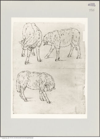 Vorderseite von bh519657_recto