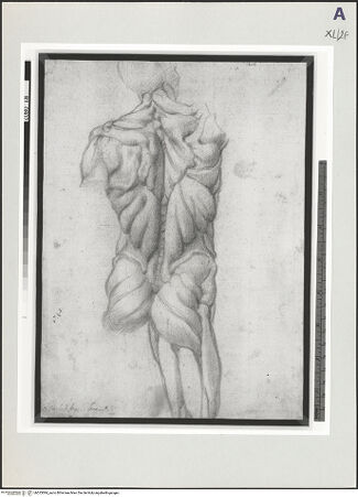 Vorderseite von bh523084_recto