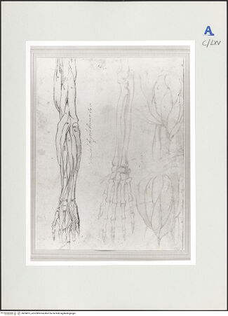 Vorderseite von bh524015_recto