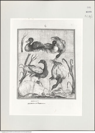 Vorderseite von bh528679_recto