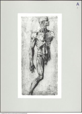 Vorderseite von Sopr. BAS NA [https://www.deutsche-digitale-bibliothek.de/content/lizenzen/rv-ez/] Anatomiestudie - , bh549102_recto. Foto.