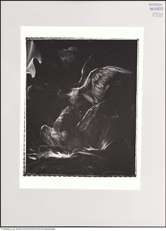 Vorderseite von bh559803_recto