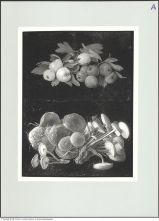 Vorderseite von bh559811_recto