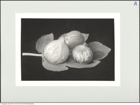 Vorderseite von bh559812_recto