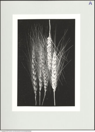 Vorderseite von bh559813_recto