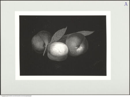 Vorderseite von bh559814_recto