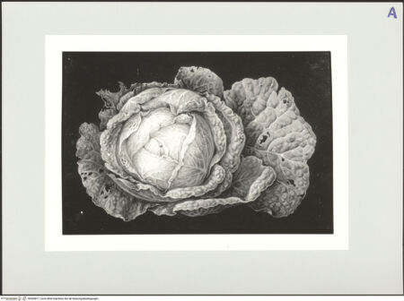 Vorderseite von bh559817_recto