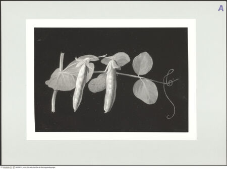 Vorderseite von bh559819_recto