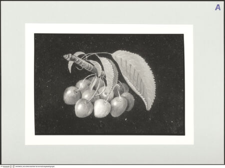 Vorderseite von bh559820_recto