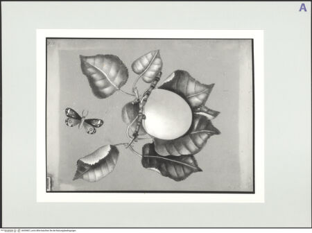 Vorderseite von bh559821_recto