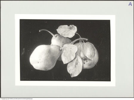 Vorderseite von bh559823_recto