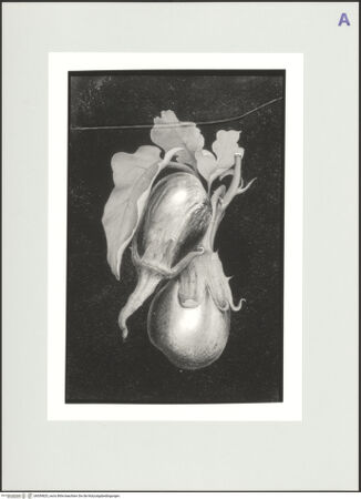 Vorderseite von bh559825_recto