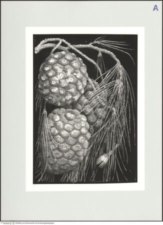 Vorderseite von bh559826_recto